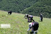 ۵۰۰ هکتار از اراضی مجتمع کشت و صنعت پارس به گیاهان دارویی اختصاص یافت
