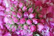 گل محمدی فارس؛ عطر ایرانی در قلب اروپا