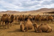 تولید سالانه ۶۲ تن گوشت شتر در آذربایجان‌شرقی