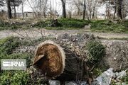 عضو شورای شهر اصفهان: سودجویان درختان را شبانه قطعه قطعه می‌کنند
