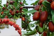 توسعه ارقام مقاوم؛ نسخه جهاد دانشگاهی برای نجات باغ‌های زرشک و عناب خراسان جنوبی