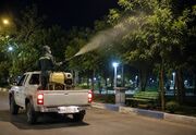 هجوم پشه‌ها به محلات مهاباد؛ شهرداری عملیات سمپاشی فضاهای سبز را آغاز کرد