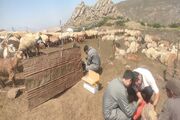کانون تب برفکی در ییلاق عشایر اردبیل مهار شد