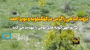 فیلم| ثروت گیاهی زاگرس در کهگیلویه وبویراحمد، گنجینه‌ای رو به نابودی