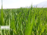 افزایش ۲۰ درصدی مبارزه با علف‌های هرز غلات در خراسان رضوی