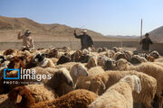 واسطه از خرید و فروش دام عشایر اردبیل حذف شد