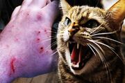 گربه‌گزیدگی در خراسان رضوی رو به افزایش است