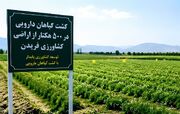کشت گیاهان دارویی در ۵۰۰ هکتار از اراضی کشاورزی فریدن