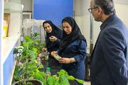 تلاش مرکز تحقیقات کشاورزی گیلان برای کاهش وابستگی به سموم شیمایی چای