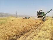 دستگاه مخصوص برداشت حبوبات در بوکان رونمایی شد