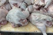معدوم‌سازی چهارتن انواع مرغ طعم‌دار تاریخ‌ گذشته در قم