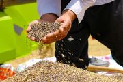 رکورد تولید ۹۰۰ تن کلزا در استان مرکزی ثبت شد
