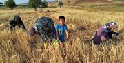 برداشت گندم و حکایتِ دست‌های پینه‌بسته