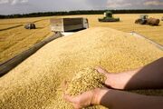 ۲۷۸ هزار تن گندم از کشاورزان لرستانی خریداری شد