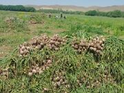 برداشت ۱۸ هزار تن سیر از مزارع آذربایجان‌شرقی