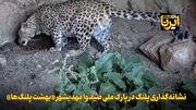 فیلم | نشانه‌گذاری پلنگ در پارک ملی صیدوا مهدیشهر «بهشت پلنگ‌ها»