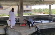 توسعه آبزی‌پروری دانش‌بنیان در سیستان‌ و بلوچستان؛ راهکاری برای مقابله با کم‌آبی