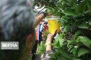 تعقیب و مهار مگس‌های مدیترانه‌ای در باغ‌های مازندران؛ طرحی برای حفظ امنیت غذایی