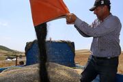 ۱۴۹ میلیارد تومان مطالبات کشاورزان لرستانی بابت کلزا و کاملینا تسویه شد