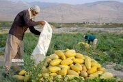 برآورد تولید ۱۵ هزار تن خربزه و هندوانه در خراسان شمالی