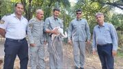 ماجرای فرود فلامینگو زخمی در خانه شهروند نکایی؛ پرنده مهاجر پس از تیمار در میانکاله رها شد
