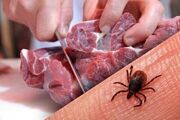  دامپزشکی کرمانشاه نسبت به خطر بیماری تب کریمه کنگو هشدار جدی داد