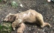 عامل مرگ خرس در مشگین‌شهر به ترویج مهربانی با حیوانات محکوم شد