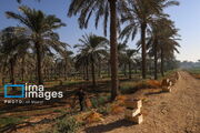 خوزستان بر سکوی دوم بیمه محصولات باغی کشور ایستاد