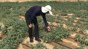 پنج هزار هکتار اراضی بوشهر زیرکشت کنجد رفت