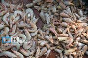 اجرای طرح نمونه پرورش میگو در مازندران کلید خورد