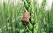 نابودی گون، سن گندم را به مزارع سرازیر می‌کند