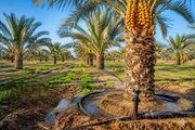طرح تحول کشاورزی در۳۴ هزار و ۵۰۰ هکتار مزارع و باغ‌های بوشهر اجرا شد