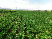 کاهش هزار هکتاری کشت چغندرقند در پیرانشهر برای کمک به احیای دریاچه ارومیه