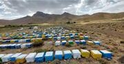 رشد ۶ درصدی تعداد کلنی‌های زنبور عسل در قم