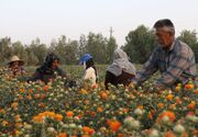 زنجان رتبه دوم تولید گلرنگ را در کشور دارد