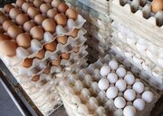 قیمت تخم‌مرغ کاهشی شد؛ ارتباط گرانی تخم مرغ و جنگ ۱۲ روزه