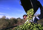 رئیس شورای ملی زیتون ایران: موضوع خرید تضمینی زیتون هرچه سریع‌تر تعیین تکلیف شود