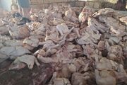 معدوم‌سازی بیش از ۱۹ تن فرآورده خام دامی غیربهداشتی در زنجان