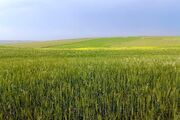 کشت دیم در خراسان رضوی ۲۳۵ درصد رشد کرد