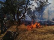 آتش‌سوزی در بخشی از درختان کاج باغ پرندگان آستارا مهار شد