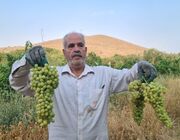 تاکستان جوشقان ساوه؛ جایی که «فراز» از دل تردیدها رویید
