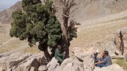 ارس؛ درختی که ۱۱ سال دوربین را به دنبال خود کشاند