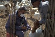 واکسیناسیون هگزاوالان؛ سپر تازه هرمزگان در برابر بیماری تب برفکی