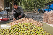 تکاپوی برداشت «طلای سبز» در ارتفاعات جنوب کرمان؛ پیش‌بینی تولید ۵۴۰۰ تُن گردو