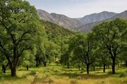 ۱۵ هزار هکتار از جنگل‌های زاگرسی خوزستان برای مقابله با آفات پایش شد