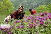 توسعه کشت قراردادی و تولید ارگانیک گیاهان دارویی در کشور ضروری است