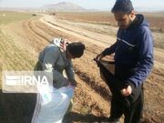 سازمان جهاد کشاورزی اردبیل کود مرغی خام را برای مزارع مضر اعلام کرد