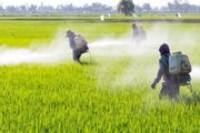 آفتکش‌های ممنوعه، قاچاق، تقلبی و تاریخ گذشته توقیف می شوند