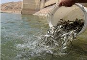 سرمایه‌گذاری ۴۵میلیارد تومانی برای توسعه مجتمع تکثیر آبزیان قصرشیرین