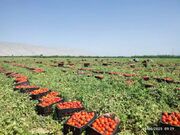 کشت پائیزه گوجه فرنگی در ۱۰۰۰ هکتار از اراضی استان بوشهر آغاز شد